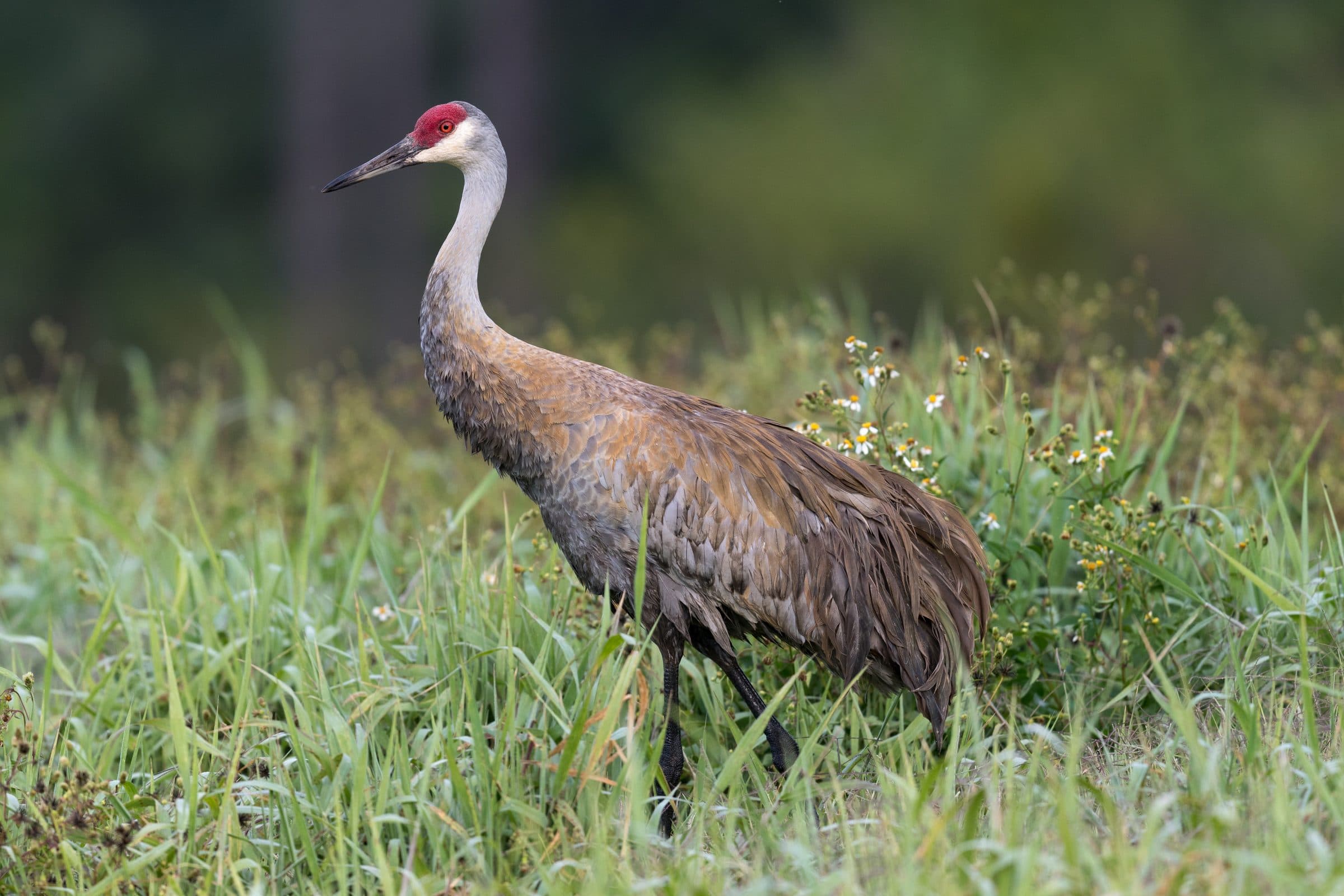 A sandhill crane in the grass at Harns Marsh